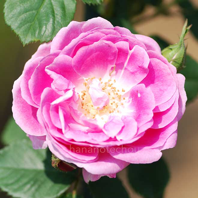 バラ ブルボンクイーン｜花の手帖の薔薇図鑑