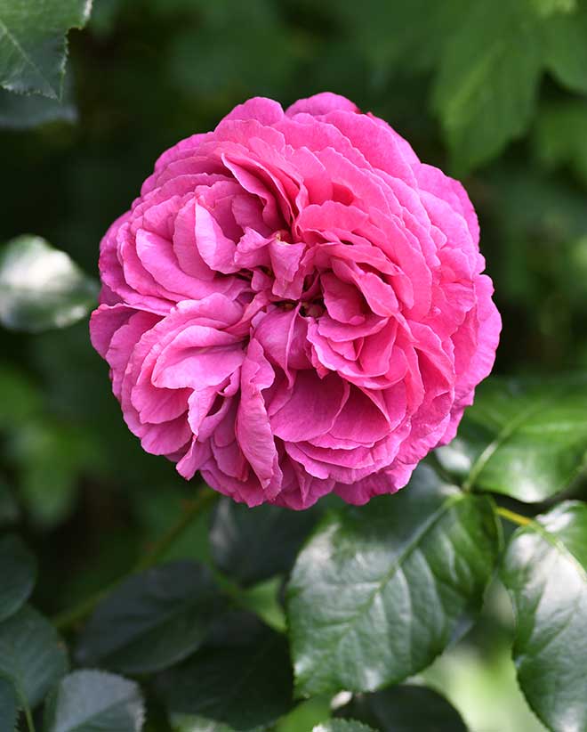 バラ ブルジョア｜花の手帖の薔薇図鑑