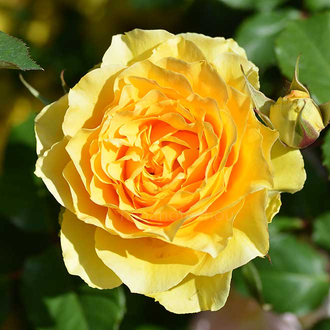 バラ ブラス バンド｜花の手帖の薔薇図鑑