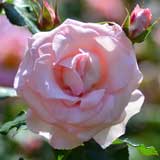 バラ ブライダル ピンク｜花の手帖の薔薇図鑑