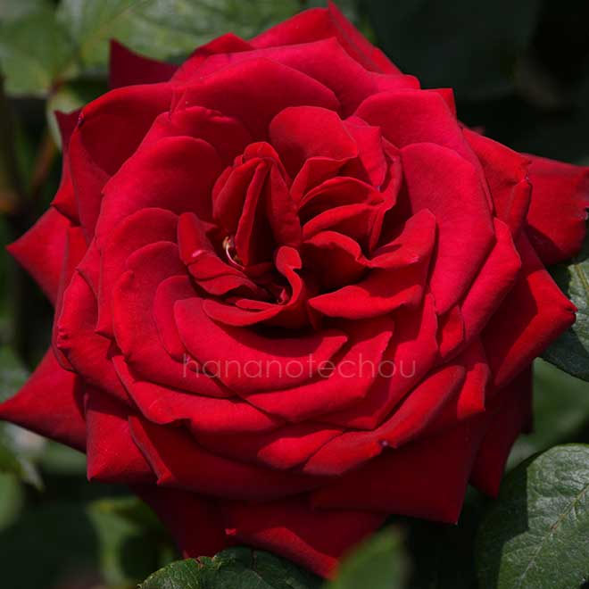 バラ ブルグント'81|花の手帖の薔薇図鑑