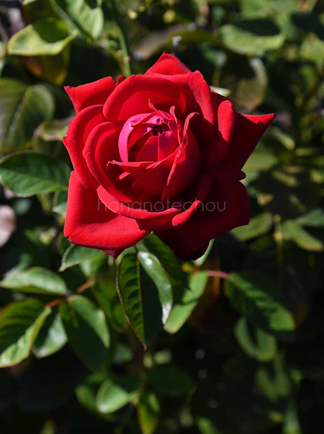 バラ ブルグント'81|花の手帖の薔薇図鑑