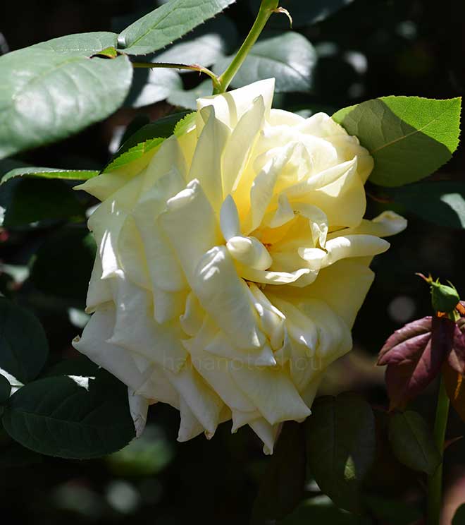 バラ バーナビー｜花の手帖の薔薇図鑑