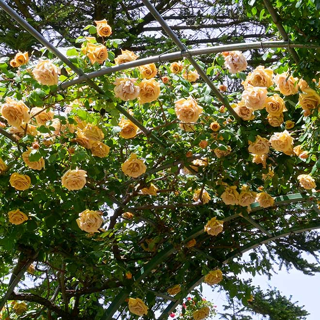 バラ バタースコッチ|花の手帖の薔薇図鑑