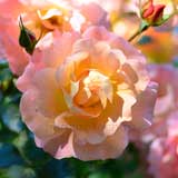 バラ ファミー｜花の手帖の薔薇図鑑