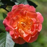 バラ ファンファーレ｜花の手帖の薔薇図鑑