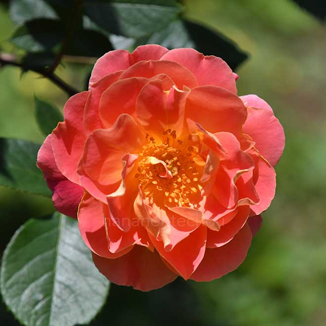 バラ ファンファーレ|花の手帖の薔薇図鑑