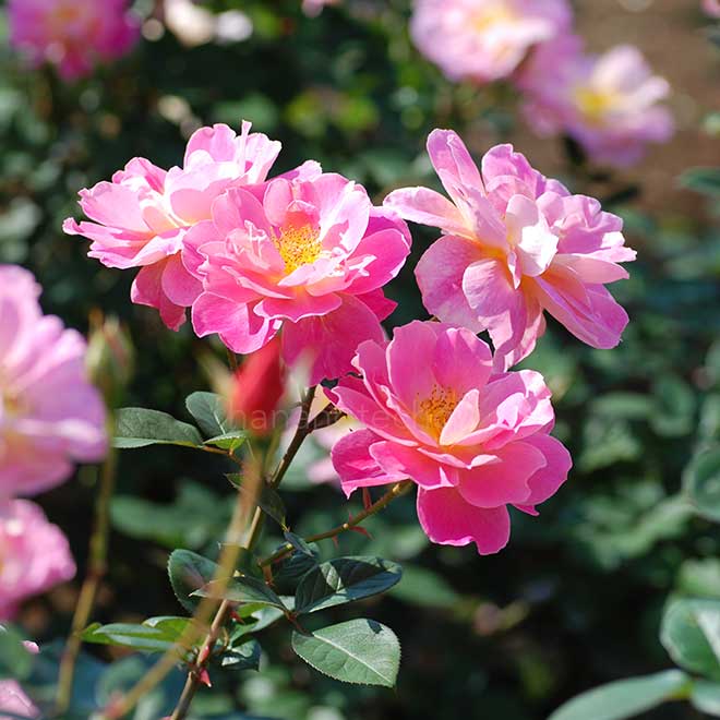 バラ ファンファーレ|花の手帖の薔薇図鑑
