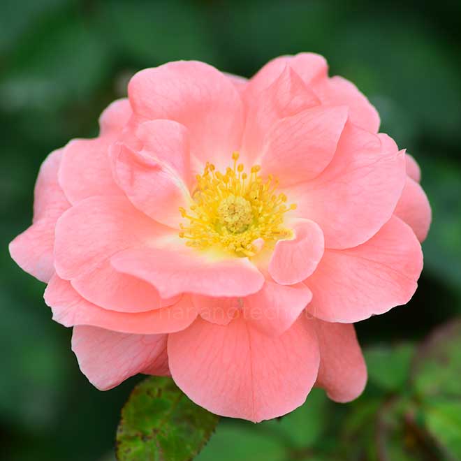 バラ ファッション｜花の手帖の薔薇図鑑