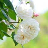 バラ フェリシテ エ ペルペチュ｜花の手帖の薔薇図鑑