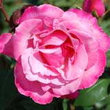 バラ ファースト フェデラル ルネッサンス｜花の手帖の薔薇図鑑