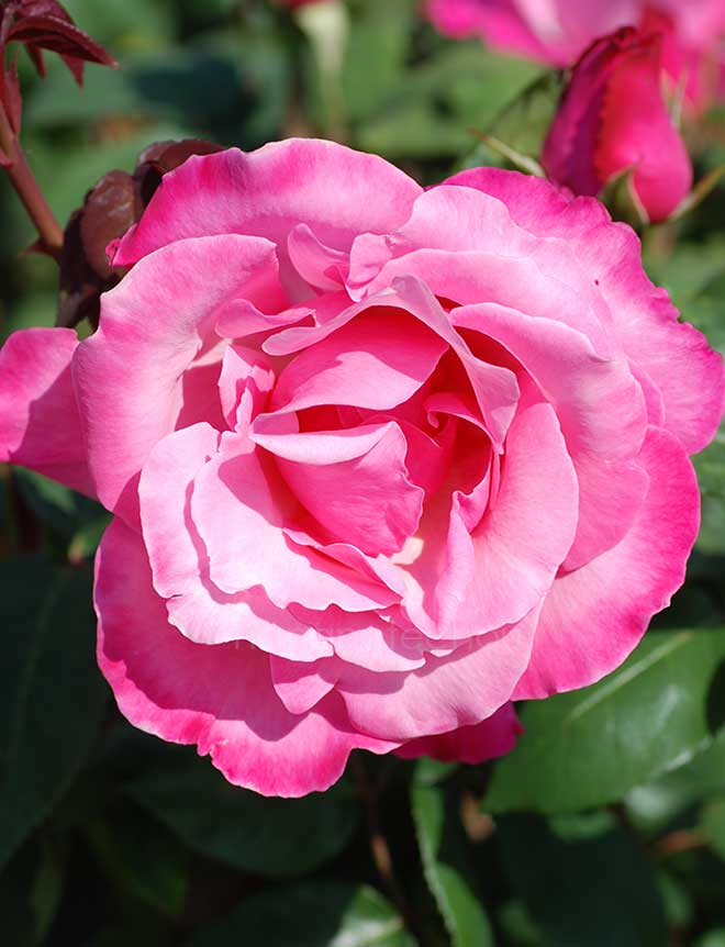 バラ ファースト フェデエラルズ ルネッサンス｜花の手帖の薔薇図鑑