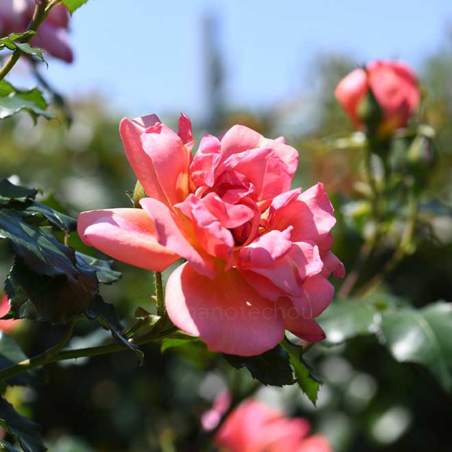 バラ フラメンローズ｜花の手帖の薔薇図鑑
