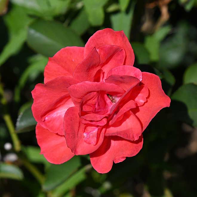 バラ フロラドラ｜花の手帖の薔薇図鑑