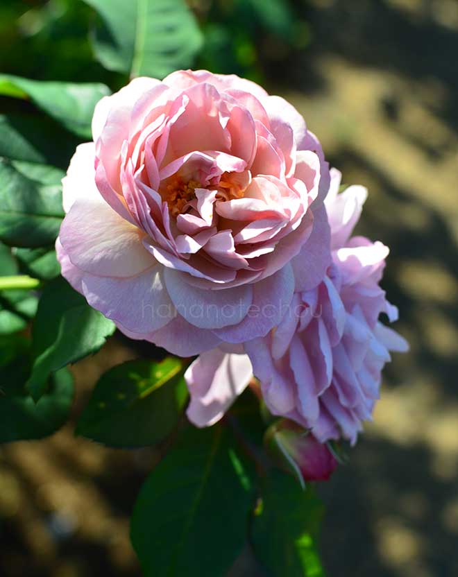 バラ フローレンス デルアットル｜花の手帖の薔薇図鑑