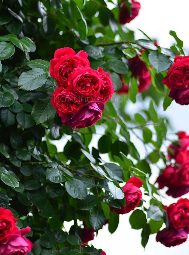 バラ フロレンティーナ｜花の手帖の薔薇図鑑