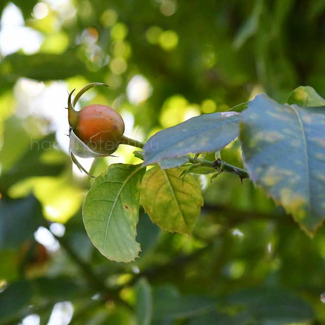 バラ フロレンティーナ｜花の手帖の薔薇図鑑