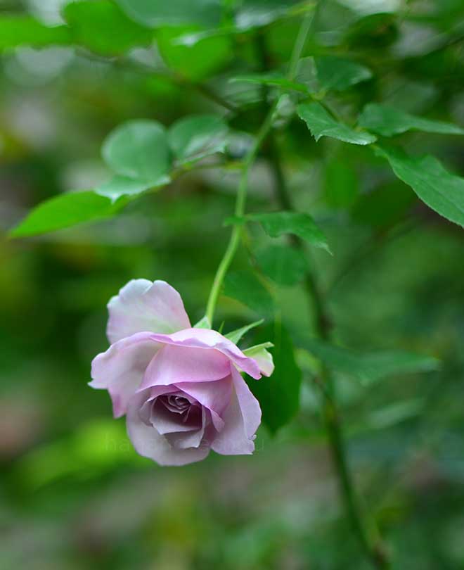 バラ フォーエバー フレンズ｜花の手帖の薔薇図鑑