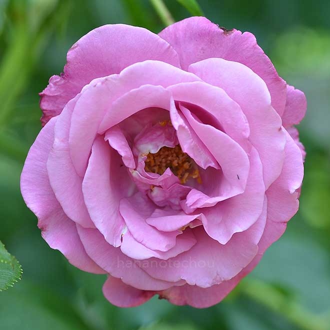 バラ フレグラントプラム｜花の手帖の薔薇図鑑