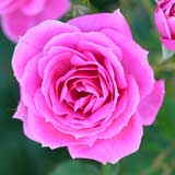 バラ フロリック｜花の手帖の薔薇図鑑