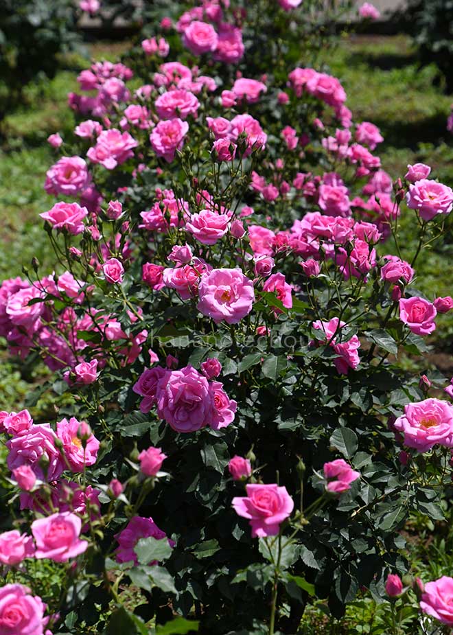 バラ フロリック｜花の手帖の薔薇図鑑