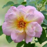 バラ フリューリングスドゥフト｜花の手帖の薔薇図鑑