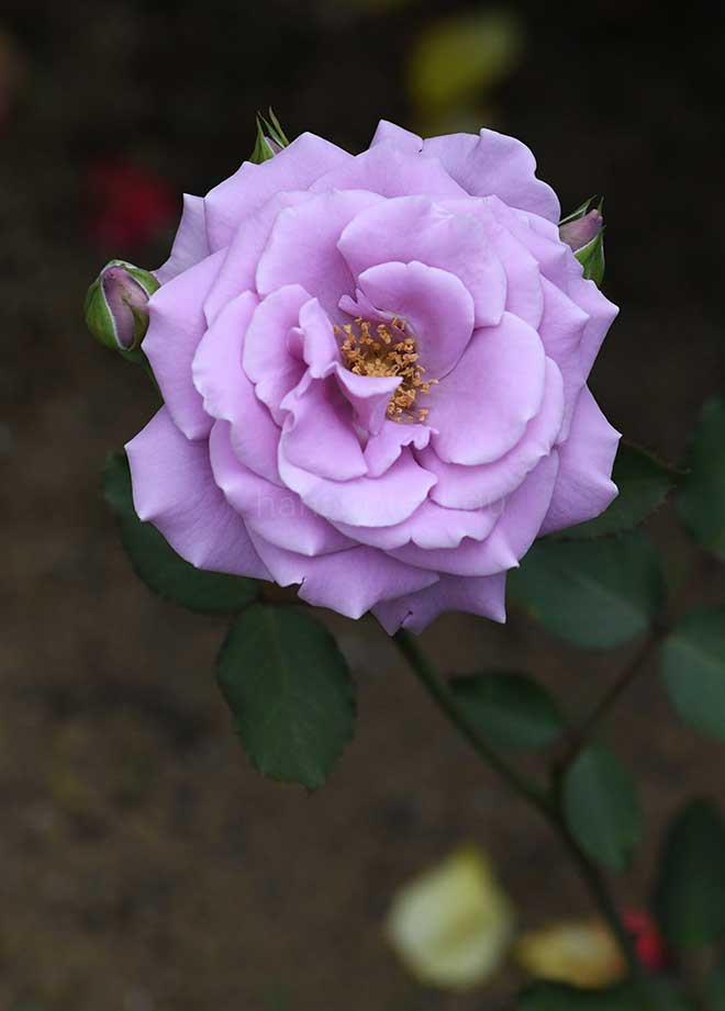 バラ 藤娘|花の手帖の薔薇図鑑