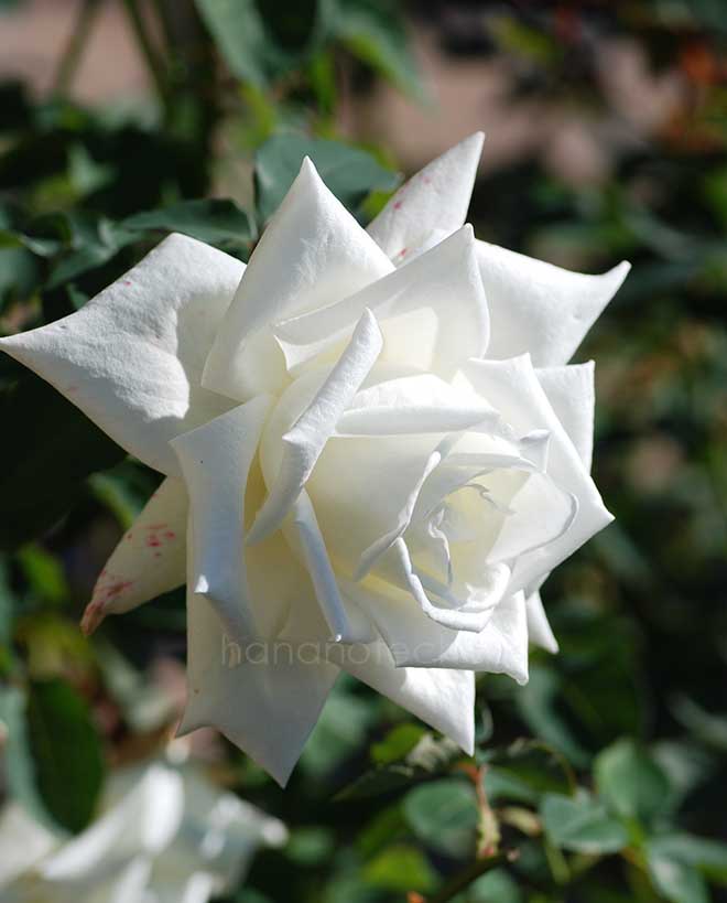 バラ 白鳳｜花の手帖の薔薇図鑑