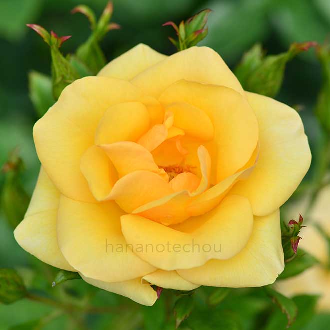 バラ ハーベスト フェイヤー｜花の手帖の薔薇図鑑