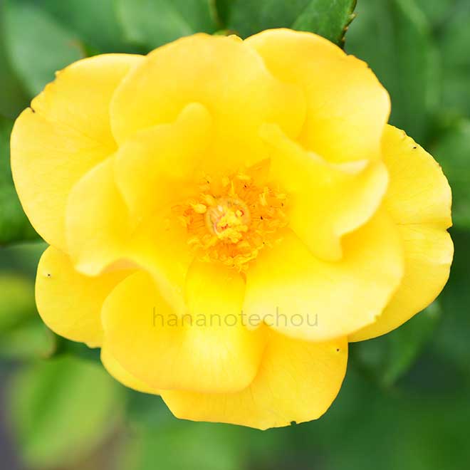 バラ ハーベスト フェイヤー｜花の手帖の薔薇図鑑