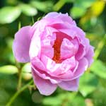 バラ ヘザーオースチン｜花の手帖の薔薇図鑑