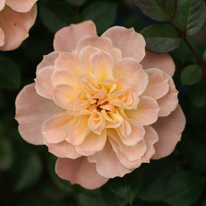 バラ ハー マジェスティ|花の手帖の薔薇図鑑