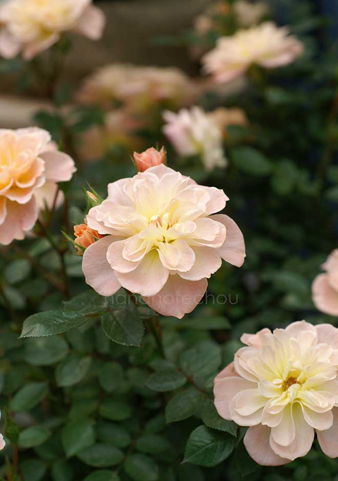 バラ ハー マジェスティ|花の手帖の薔薇図鑑