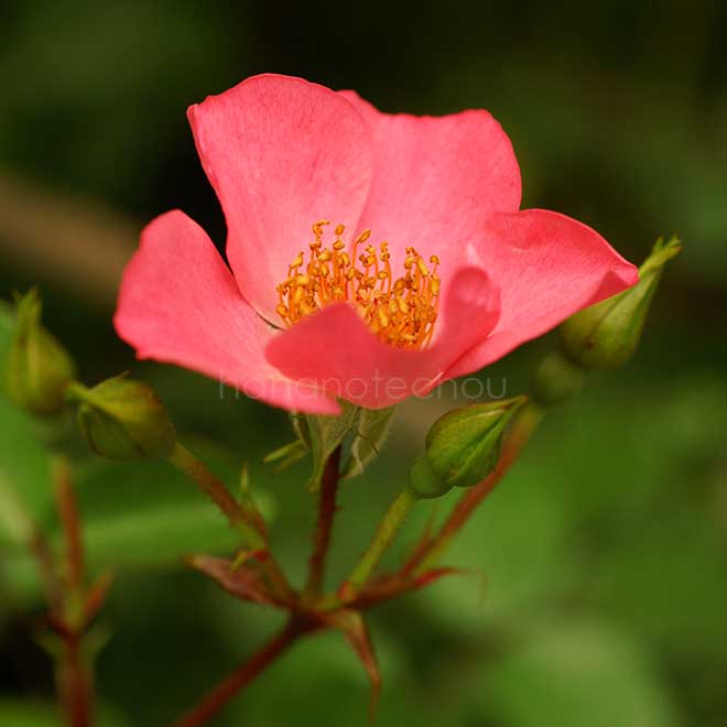 バラ ハイウェイローズ|花の手帖の薔薇図鑑