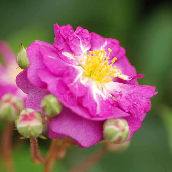 バラ ひこぼし｜花の手帖の薔薇図鑑