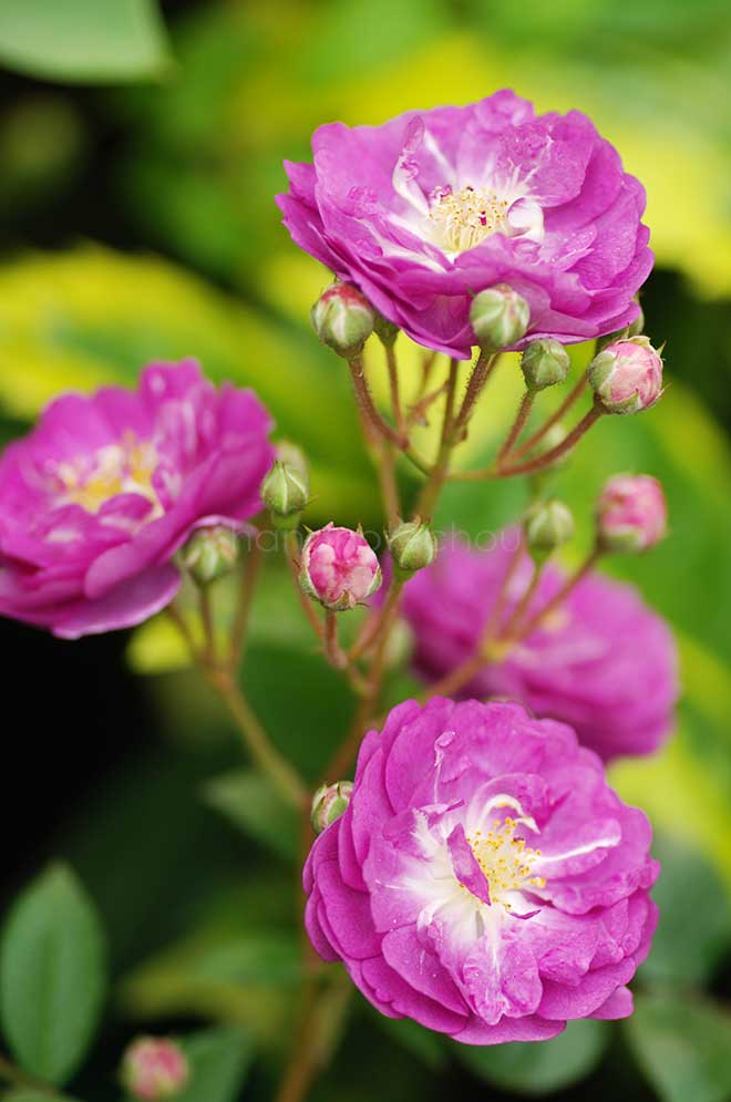 バラ ひこぼし｜花の手帖の薔薇図鑑