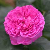 バラ ヒルダ ミュレル|花の手帖の薔薇図鑑