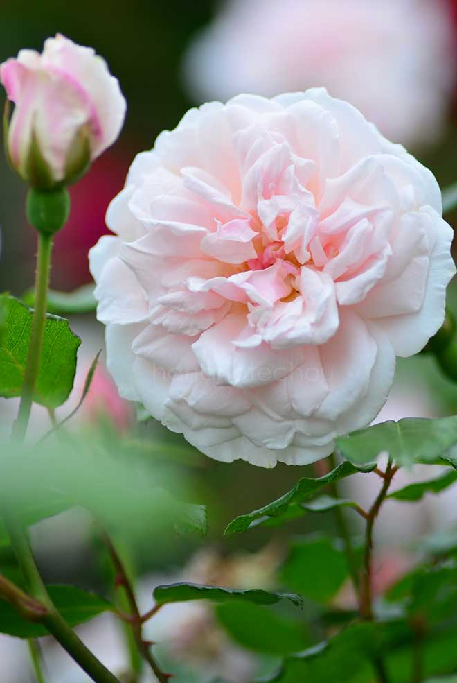 バラ ヒュームズ ブラッシュ ティー センティッド チャイナ｜花の手帖の薔薇図鑑