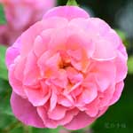 バラ ハイドボール｜花の手帖の薔薇図鑑