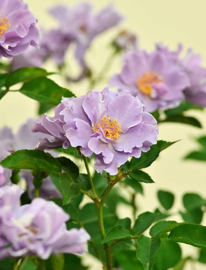 バラ ペーパームーン｜花の手帖の薔薇図鑑