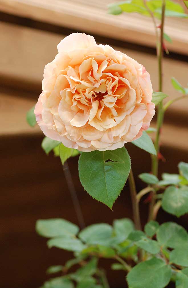 バラ パピ デルバール|花の手帖の薔薇図鑑