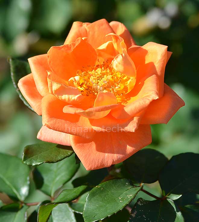 バラ パーク ロイヤル|花の手帖の薔薇図鑑