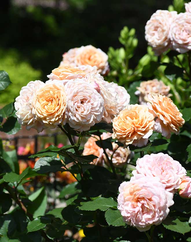 バラ パートナー|花の手帖の薔薇図鑑