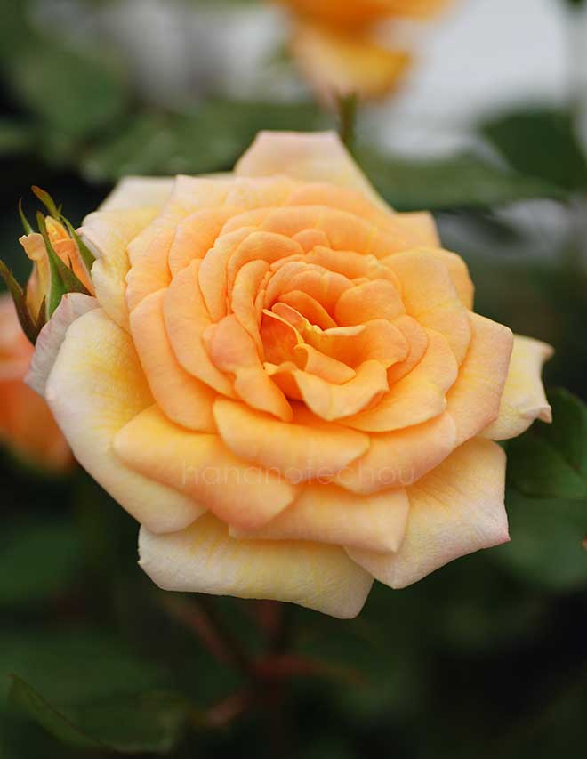 バラ パティオ チャーム｜花の手帖の薔薇図鑑