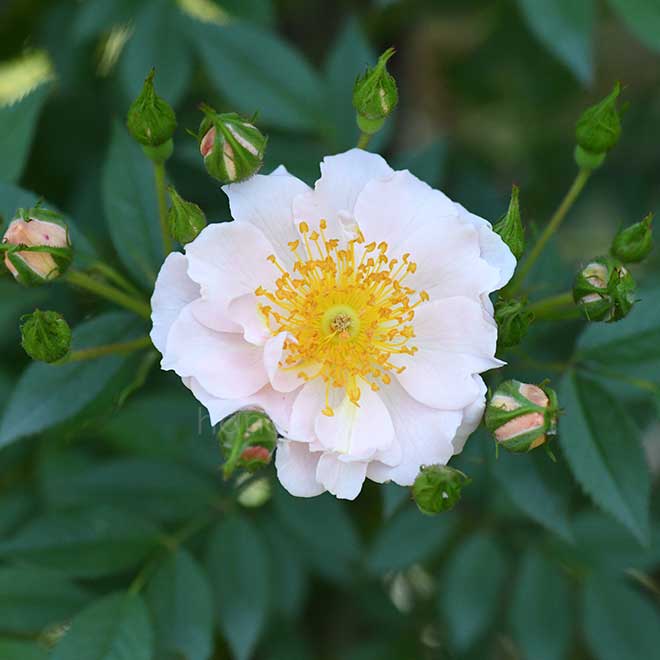 バラ パティオ ハニー｜花の手帖の薔薇図鑑