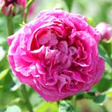 バラ ポール ネイロン｜花の手帖の薔薇図鑑