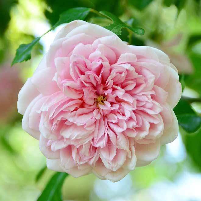 バラ ポール トランソン｜花の手帖の薔薇図鑑