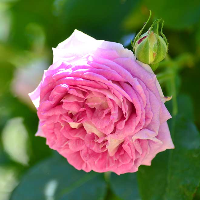 バラ パピヨン デ プレニー|花の手帖の薔薇図鑑