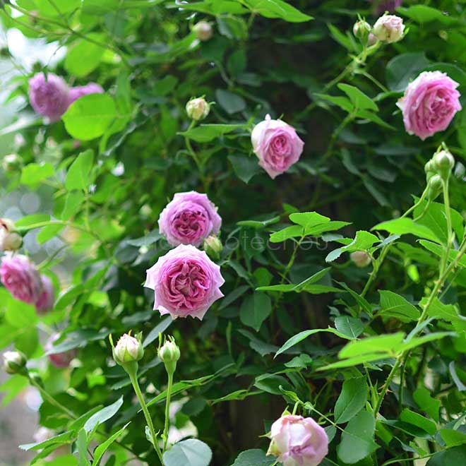 バラ パピヨン デ プレニー|花の手帖の薔薇図鑑