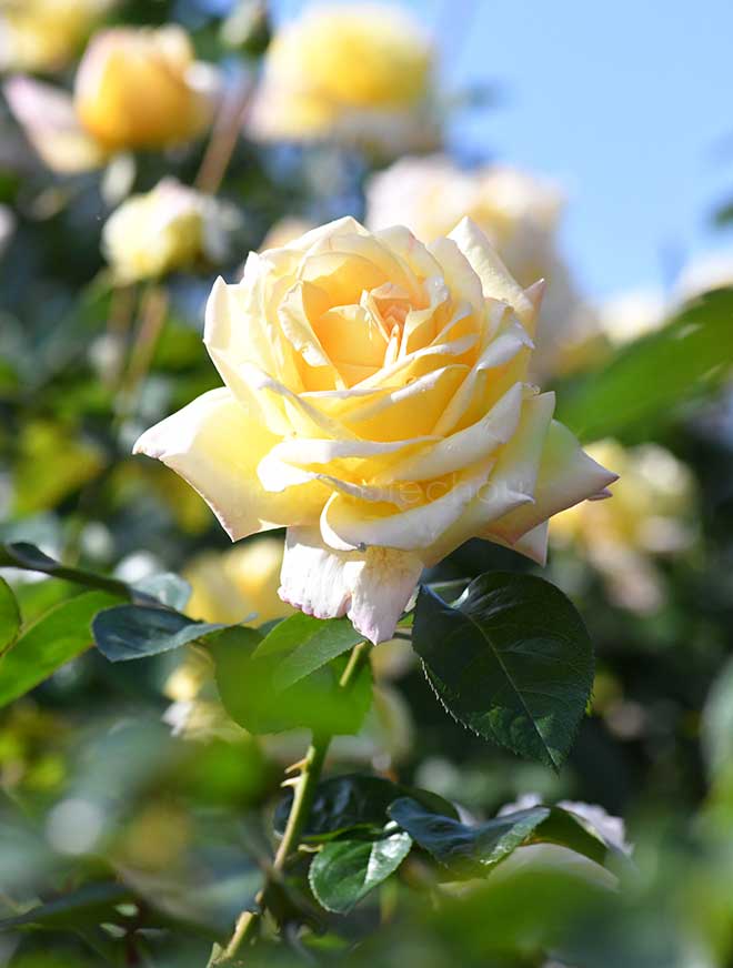 バラ ピース｜花の手帖の薔薇図鑑